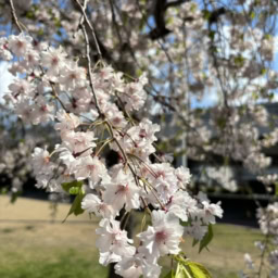 見頃を迎えた桜
