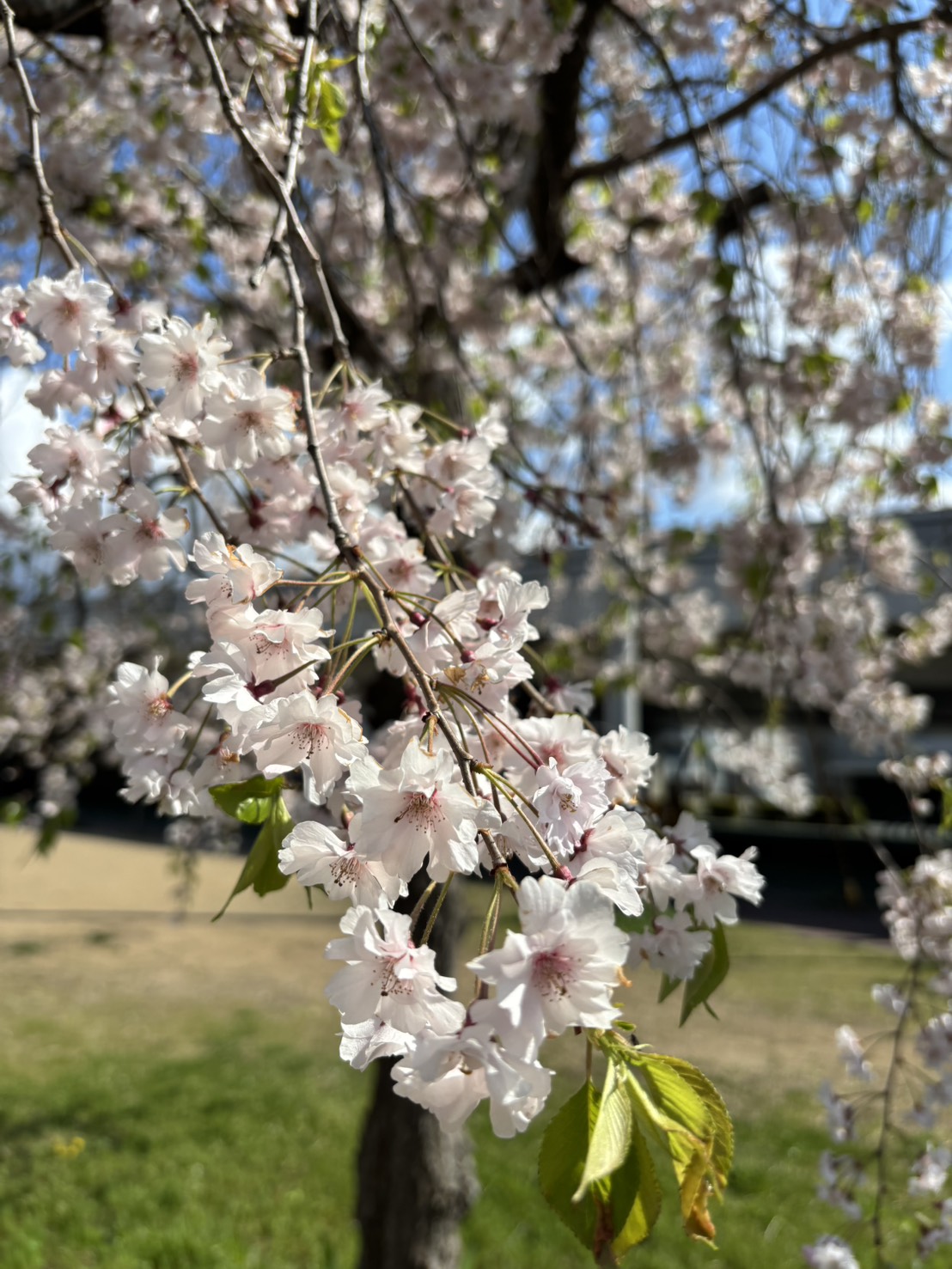 見頃を迎えた桜