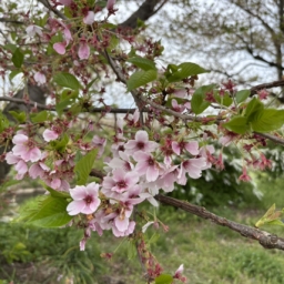 見頃を迎えた桜