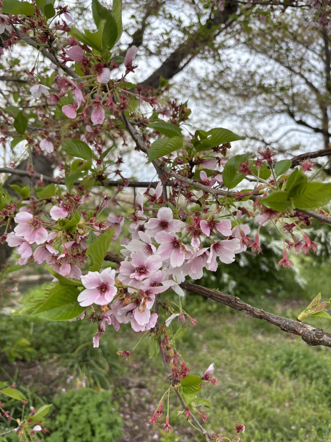 見頃を迎えた桜