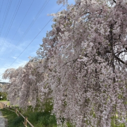見頃を迎えた桜