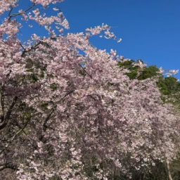 中川由起子さんお花見5