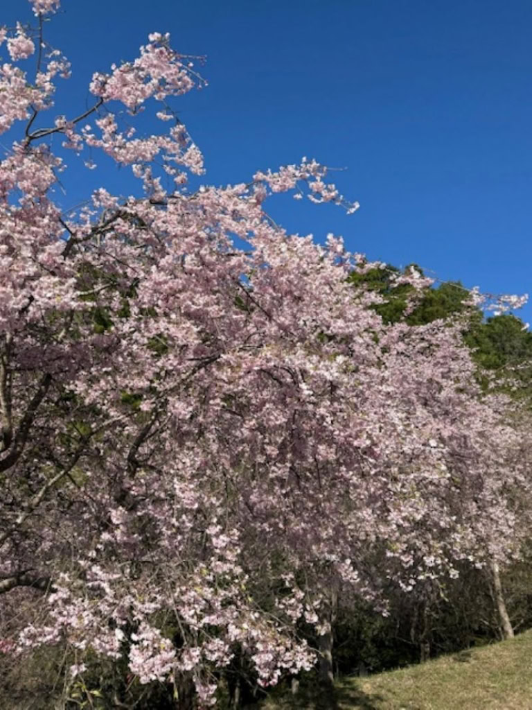 中川由起子さんお花見5