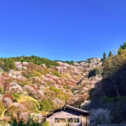 中川由起子さんお花見4