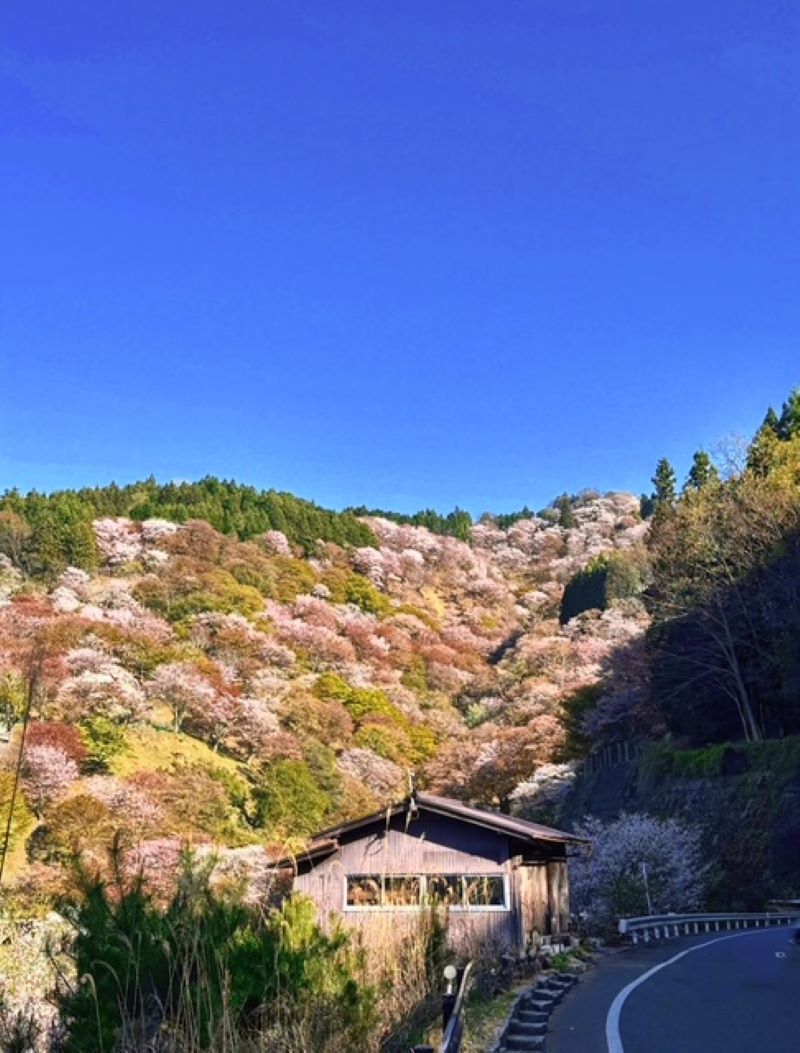 中川由起子さんお花見4