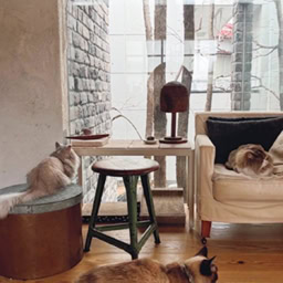 3 匹の猫を飼っています