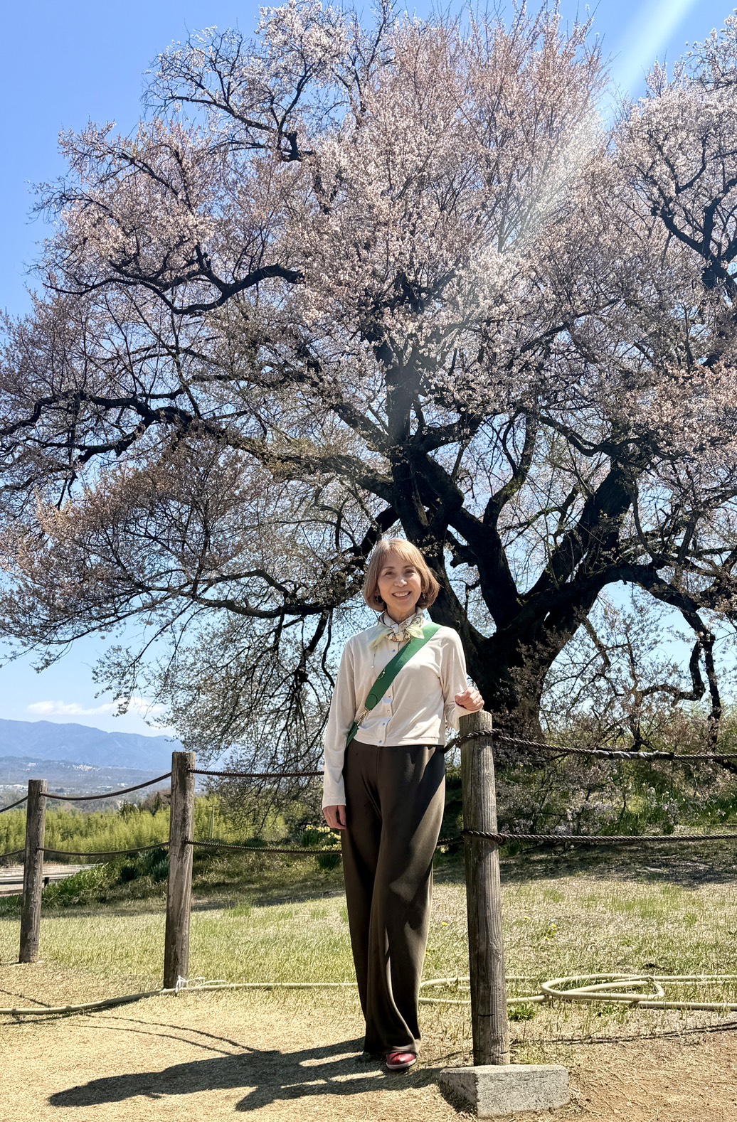 わに塚一本桜