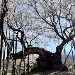 山高神大桜