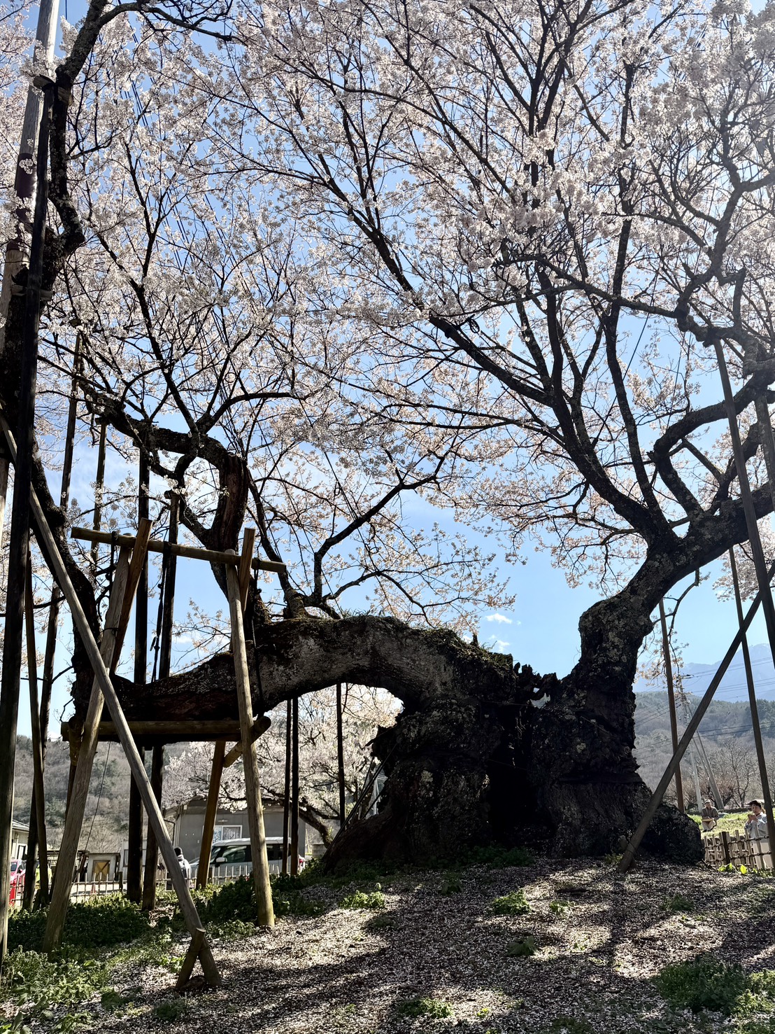 山高神大桜