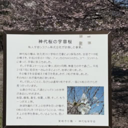 宇宙帰りの神大桜