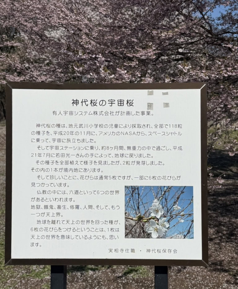 宇宙帰りの神大桜