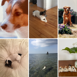 KAORIさんが飼ってきた犬たちと犬の編みぐるみ