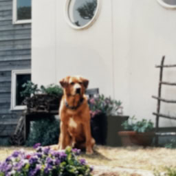 KAORIさんが昔飼っていたボニー