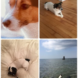 KAORIさんが飼っていた大吉