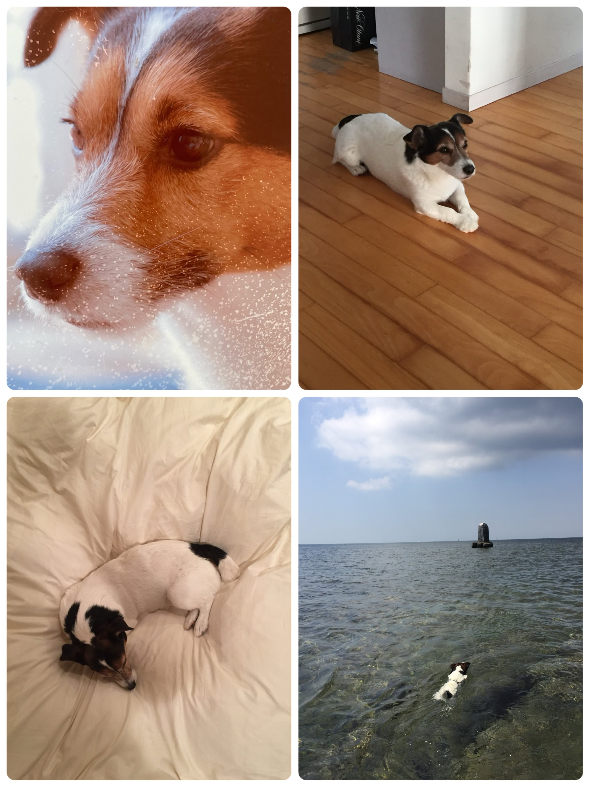 KAORIさんが飼っていた大吉