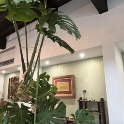 「＋h cafe kamakura」の店内