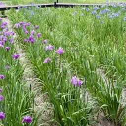 はままつフラワーパークの花菖蒲