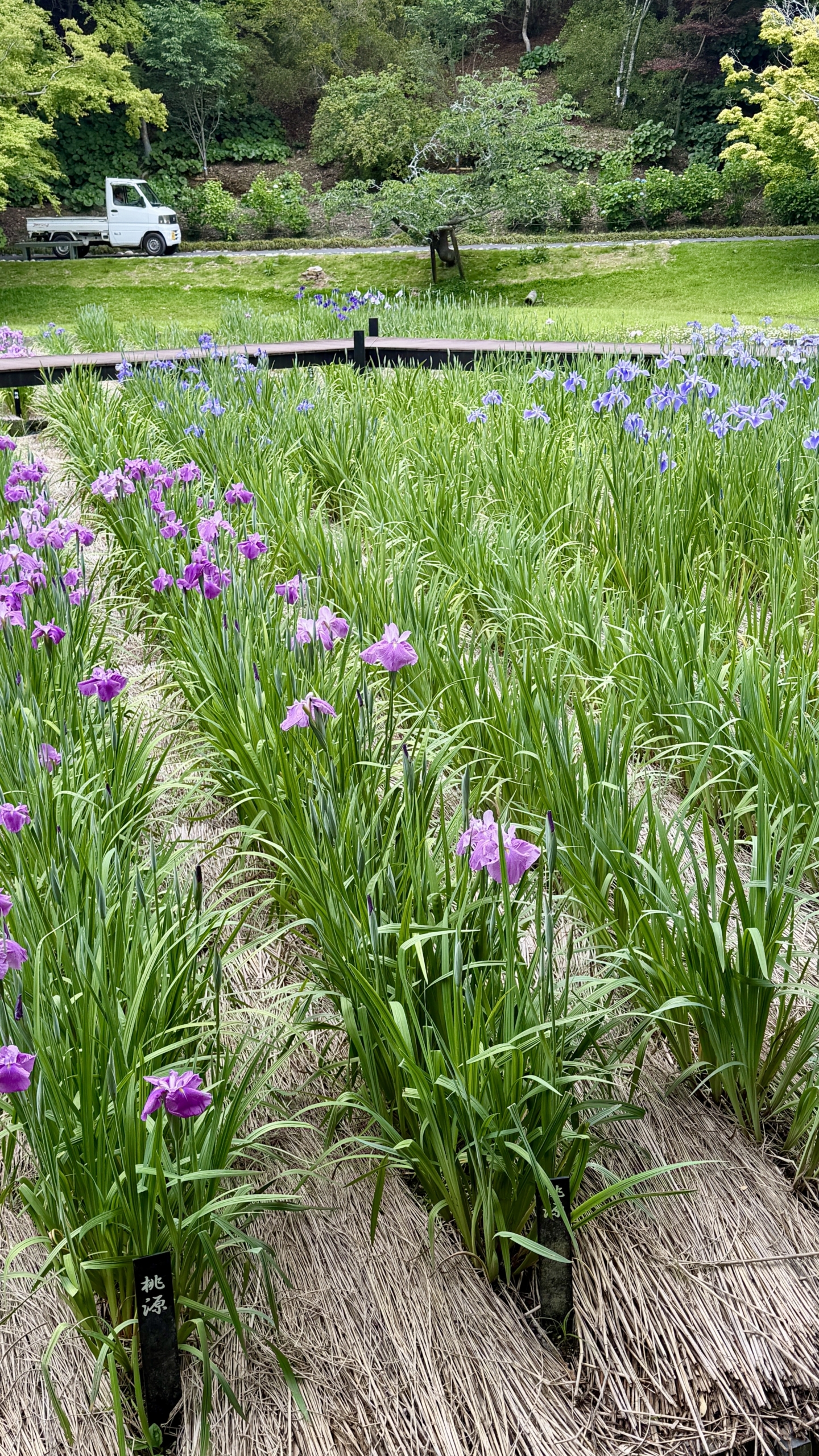 はままつフラワーパークの花菖蒲
