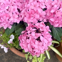 はままつフラワーパークの紫陽花
