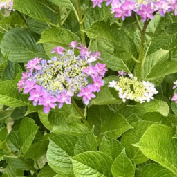 はままつフラワーパークの紫陽花