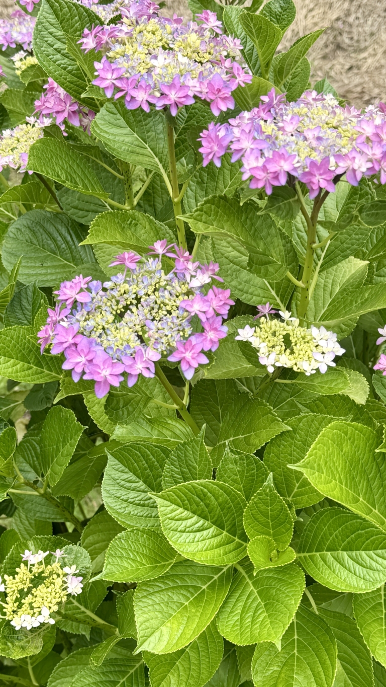 はままつフラワーパークの紫陽花