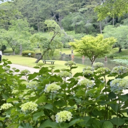 はままつフラワーパークの紫陽花