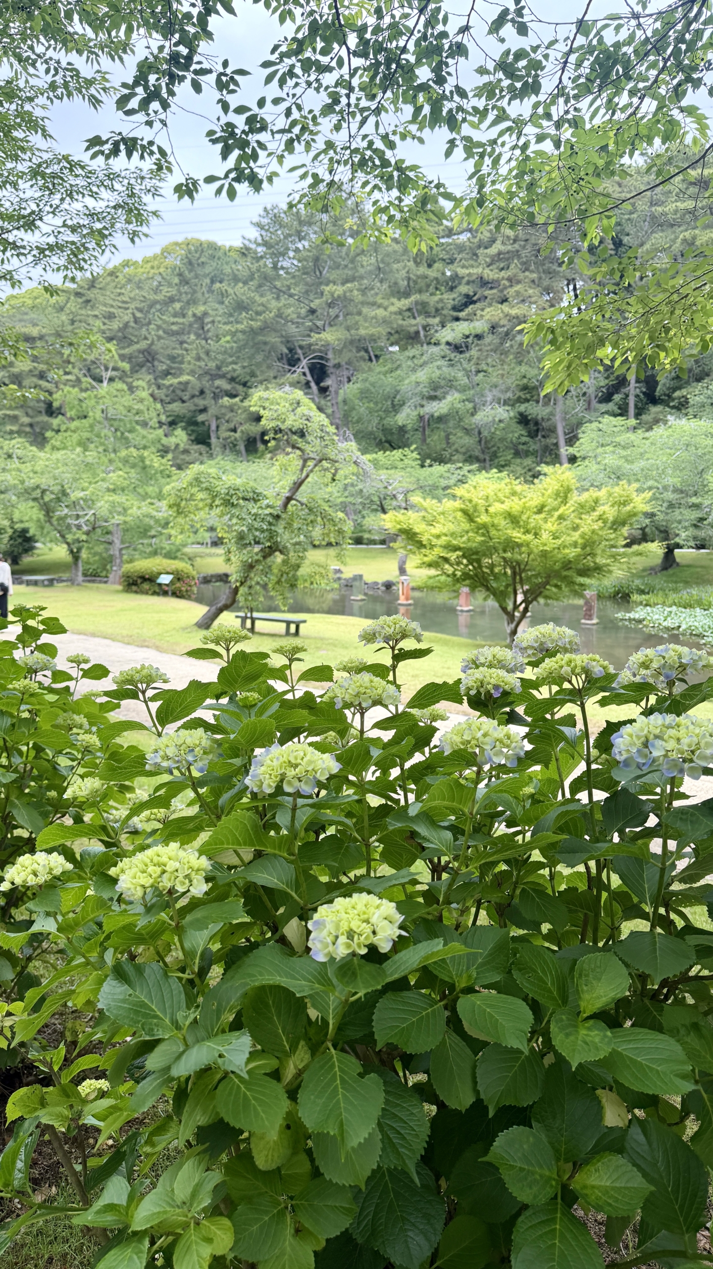 はままつフラワーパークの紫陽花
