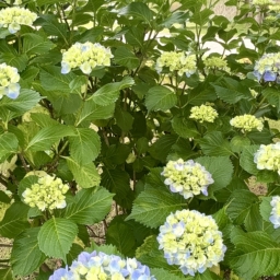 はままつフラワーパークの紫陽花