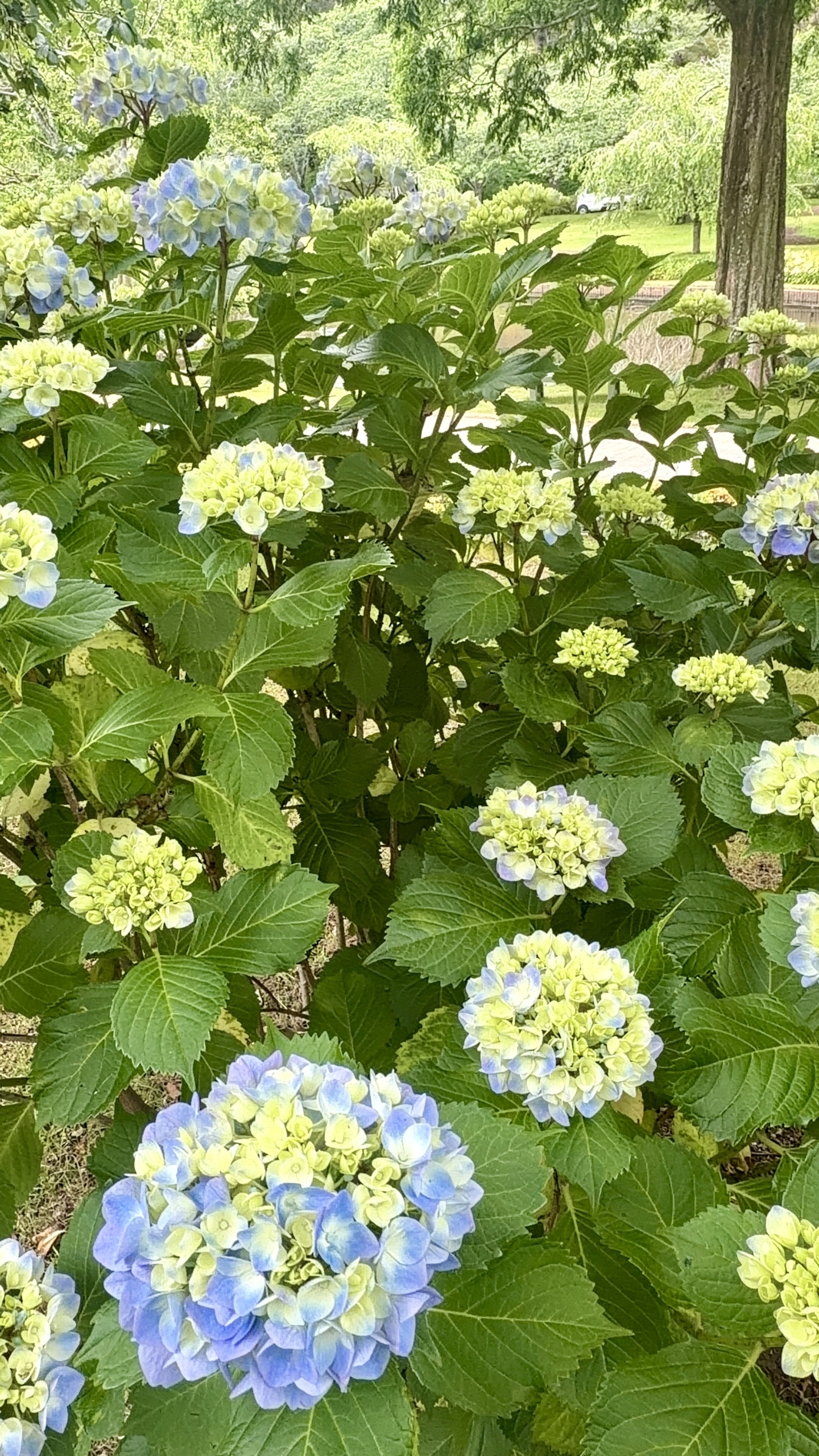 はままつフラワーパークの紫陽花