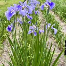 はままつフラワーパークの花菖蒲