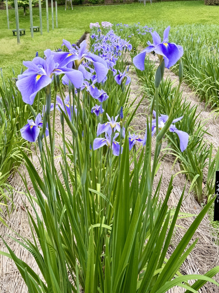 はままつフラワーパークの花菖蒲