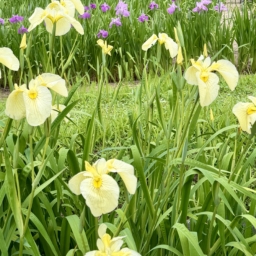 はままつフラワーパークの花菖蒲