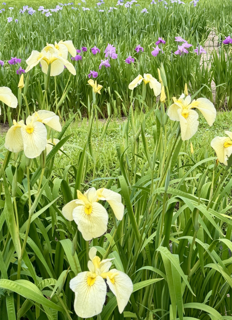 はままつフラワーパークの花菖蒲