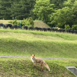 キタキツネ2