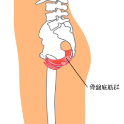 尿漏れが起きる原因