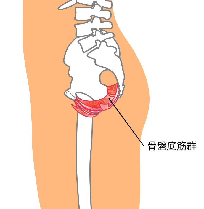 尿漏れが起きる原因