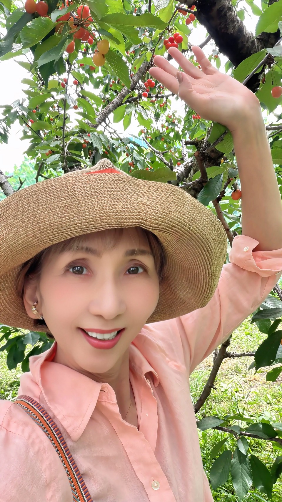 山梨でさくらんぼ狩り