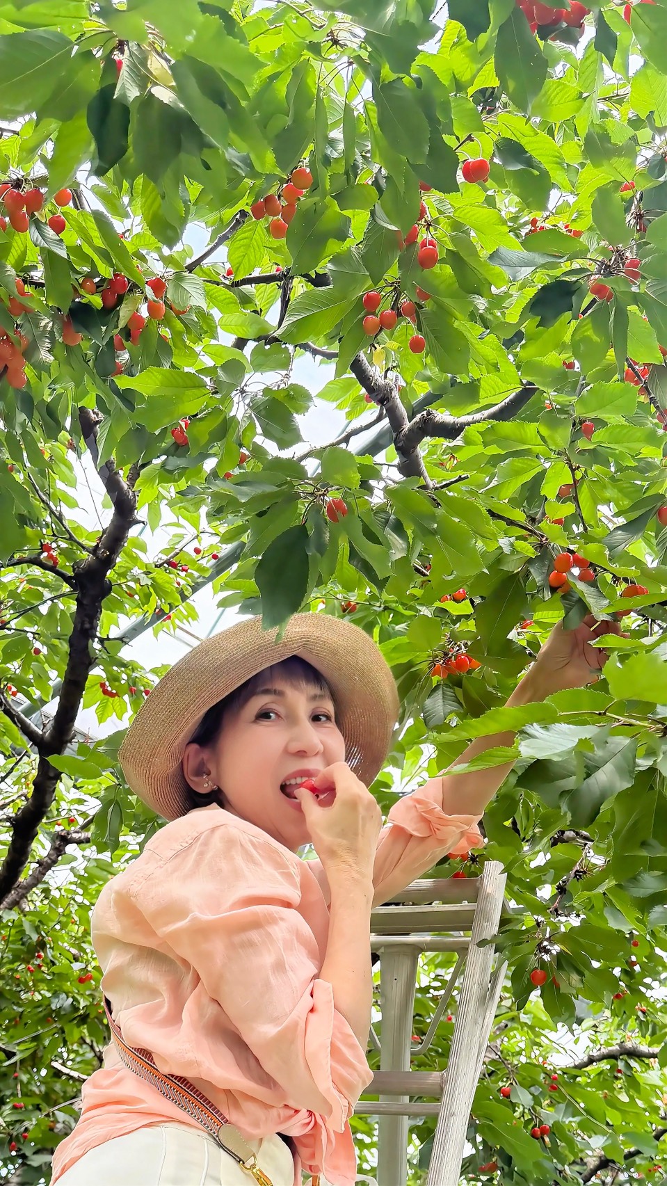 山梨でさくらんぼ狩り
