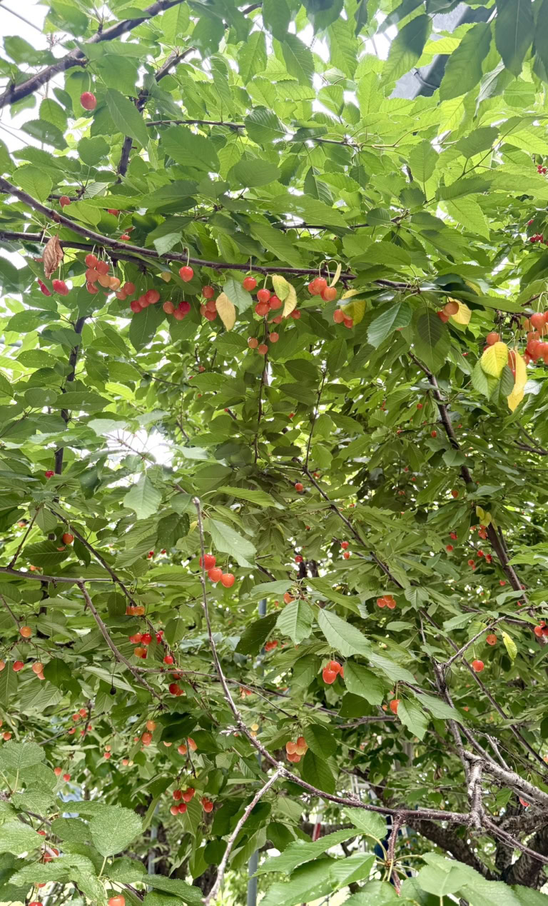 山梨でさくらんぼ狩り