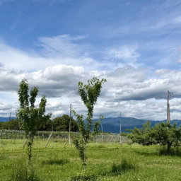 山梨でさくらんぼ狩り