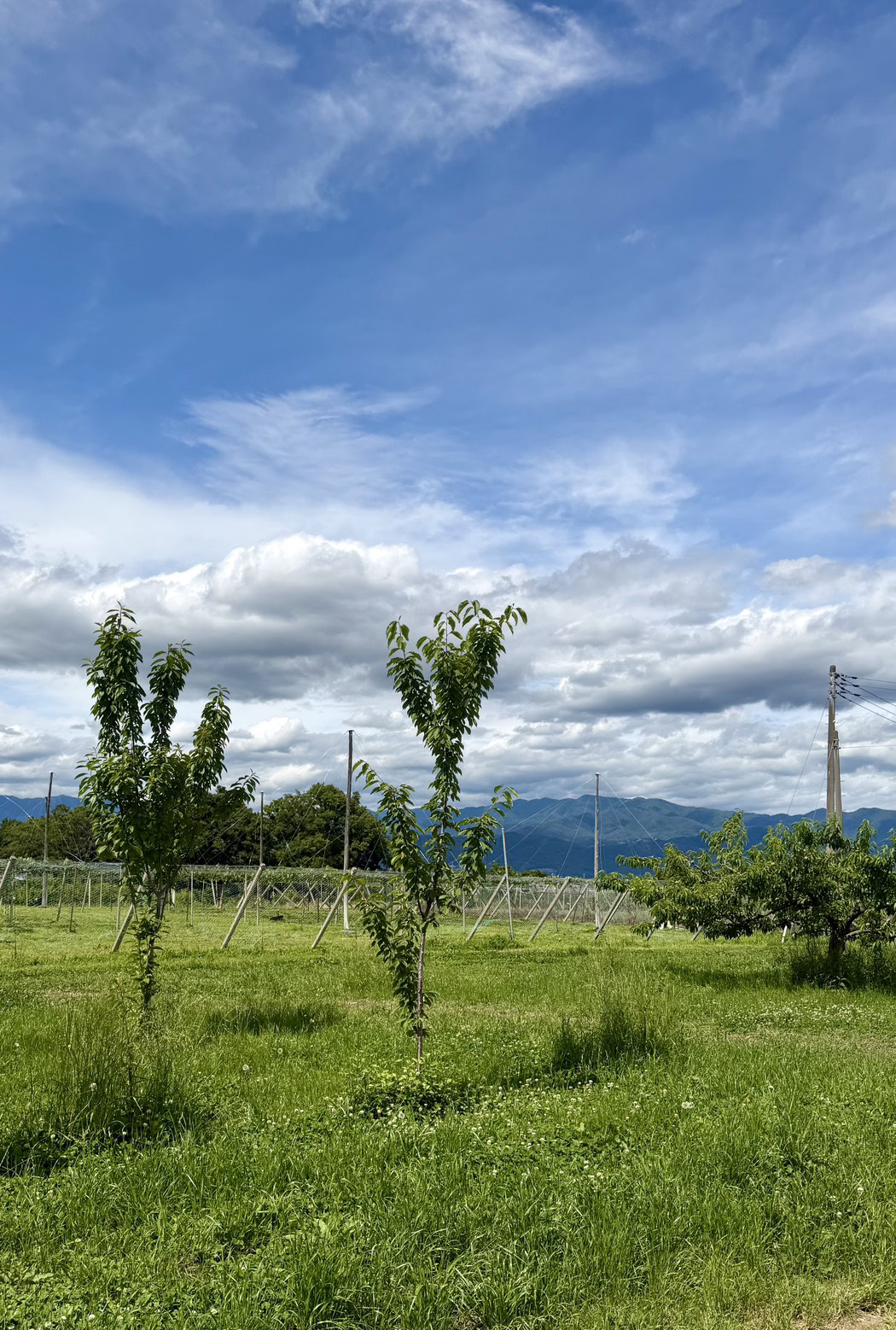 山梨でさくらんぼ狩り