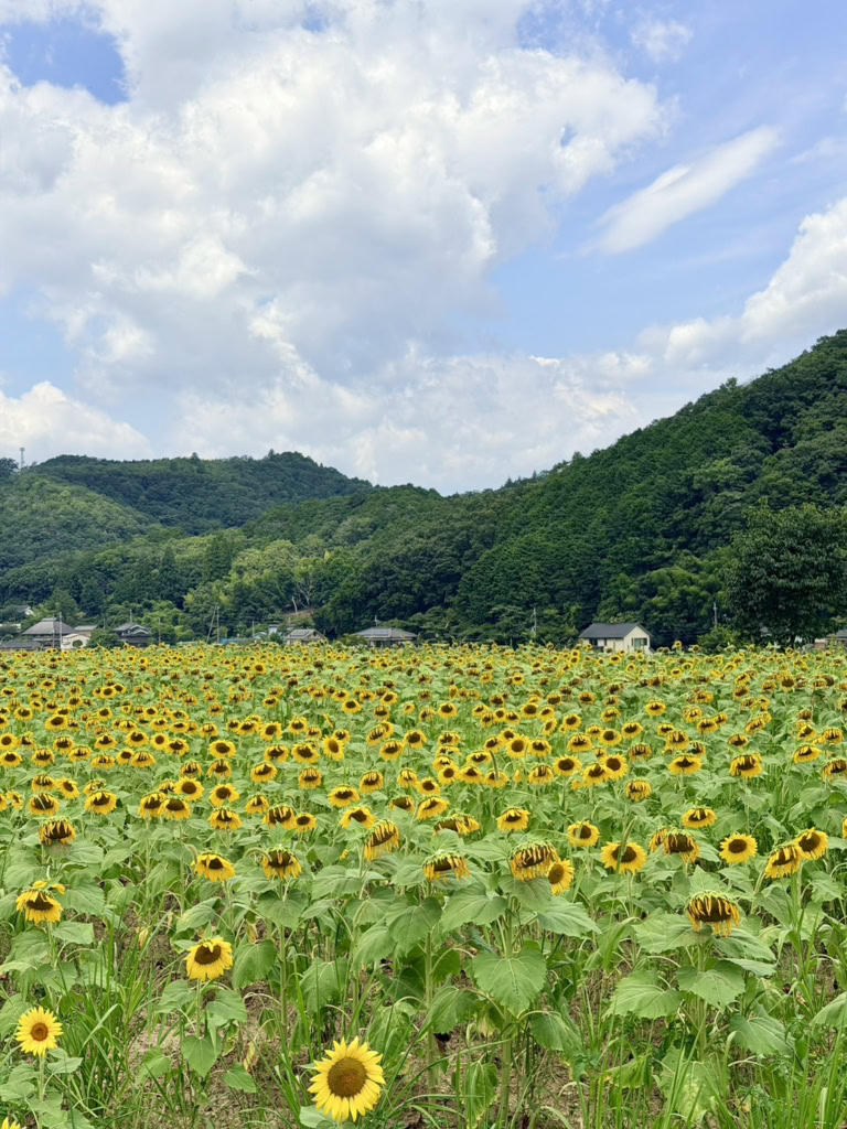 himawari2