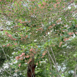 小海町の町花　サクラドウダンツツジ