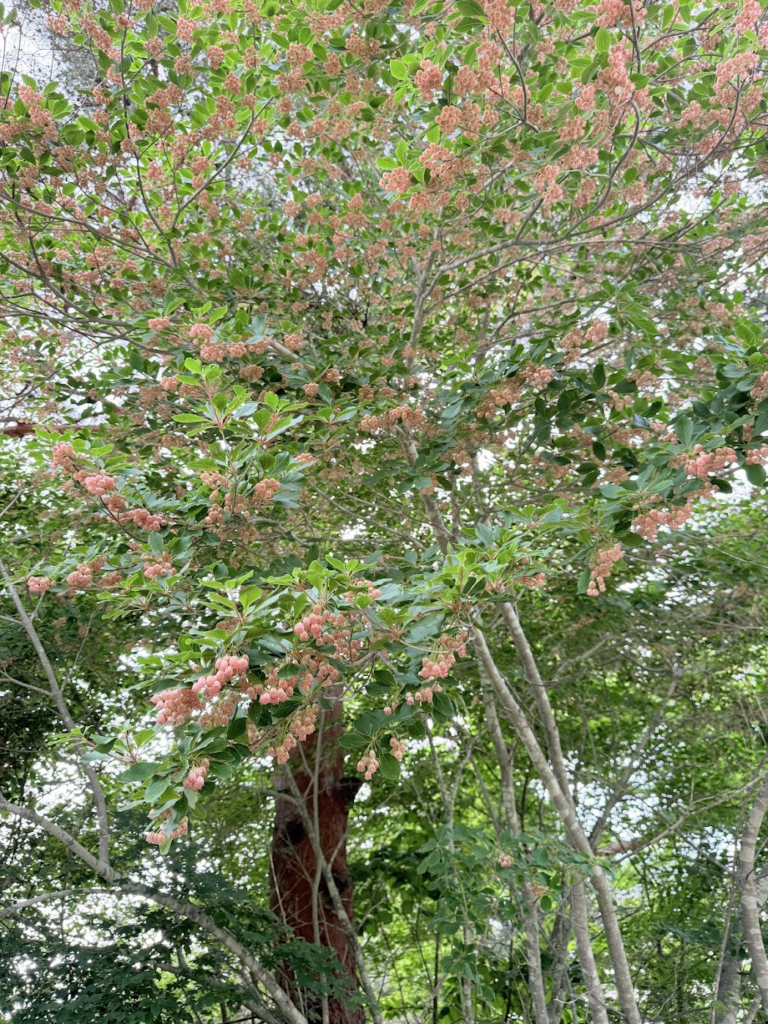 小海町の町花 サクラドウダンツツジ