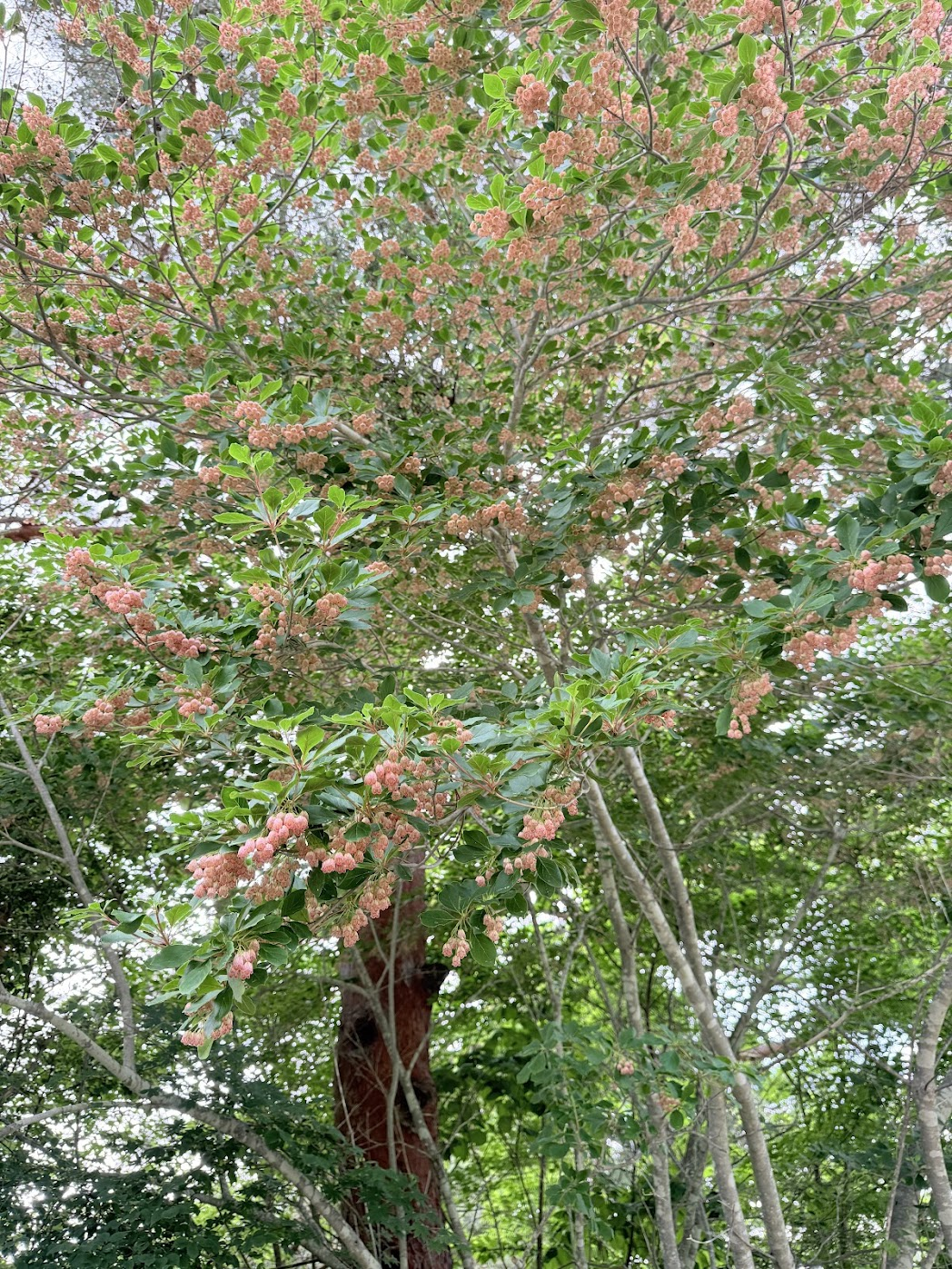 小海町の町花 サクラドウダンツツジ