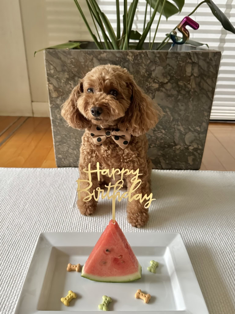 愛犬モカちゃんの誕生日をスイカケーキでお祝い
