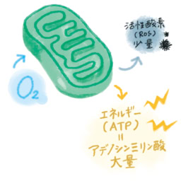 エネルギー産生工場＝ミトコンドリアが生み出すエネルギーが不足すると、細胞の活動量が低下し、体や肌の健康が損なわれます。