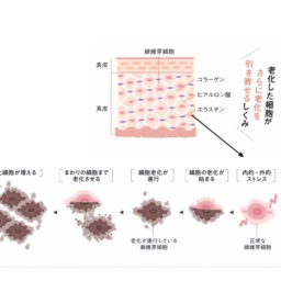 健全な細胞までも老化させる、老化細胞の負のスパイラル