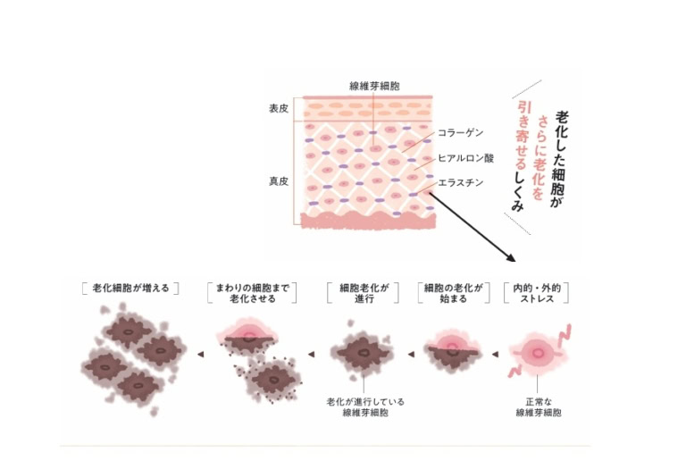 健全な細胞までも老化させる、老化細胞の負のスパイラル