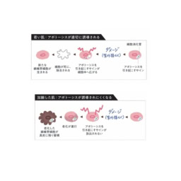 60代の肌には老化細胞が居座り続ける